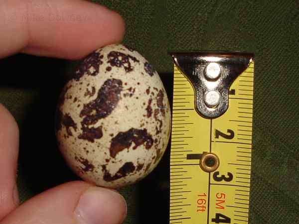 First quail egg
