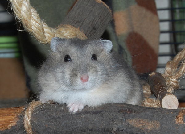 Sapphire hamster baby