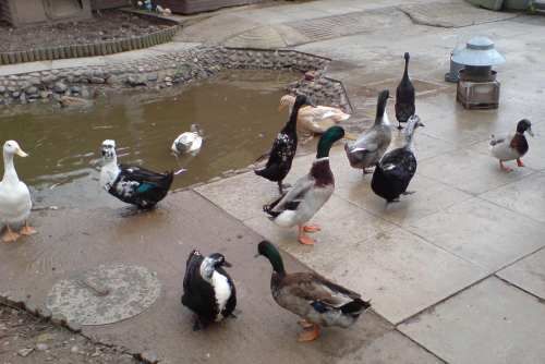 City Farm: ducks