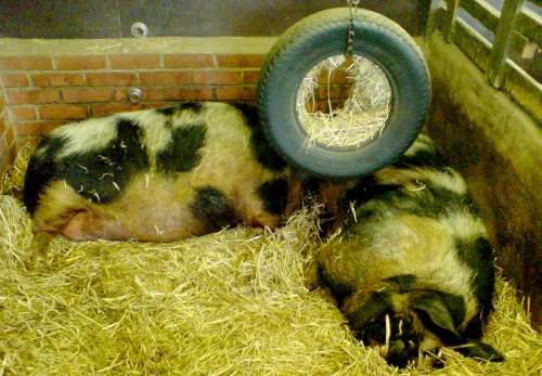 City Farm: pigs