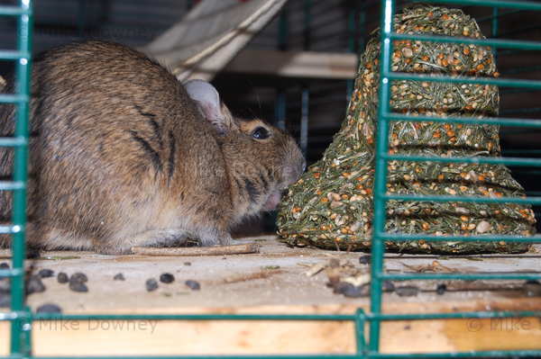 Emile eating the bell