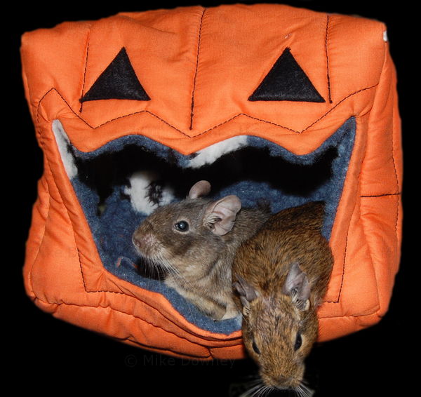 Remy and Emile in the Pumpkin