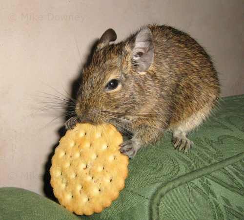 emile eating a cracker
