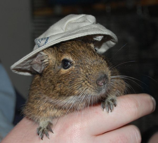 Emile wearing a hat