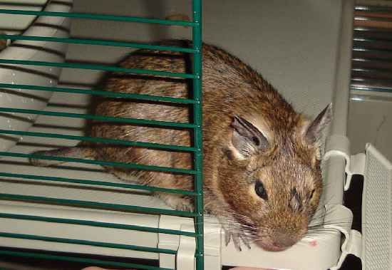 Emile the Degu