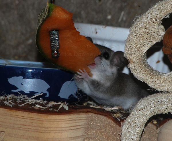 George the dormouse eating a slice of melon