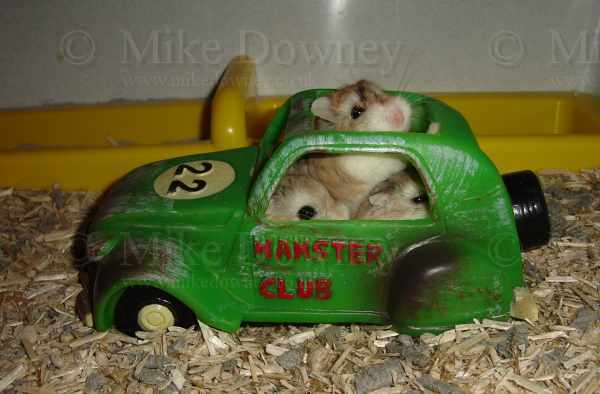Perl, Ruby and Alysia in the hamster car