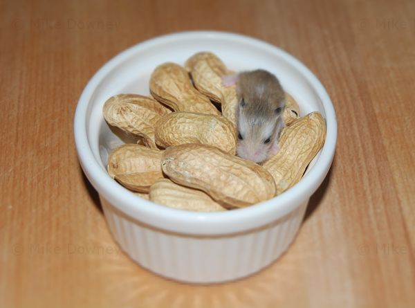 Baby Roborovski Peanut