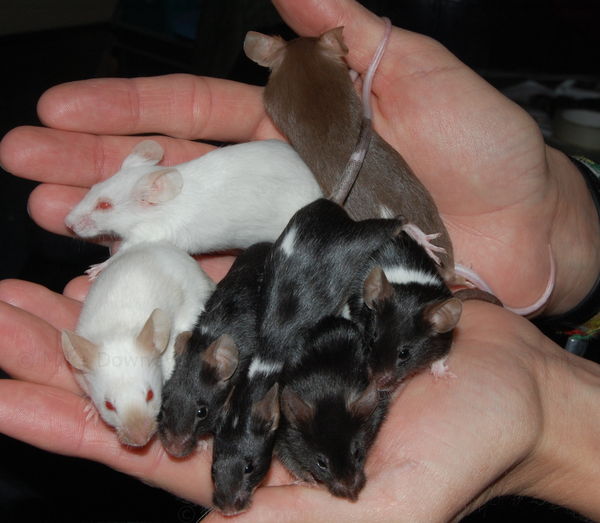 Handful of Mice