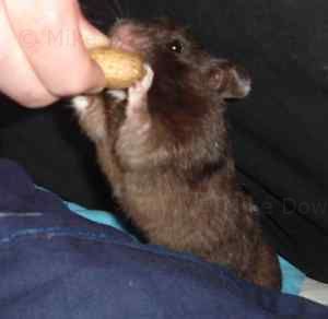 Mocha the hamster, eating the monkey nut