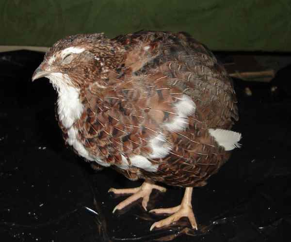 One of our new quail