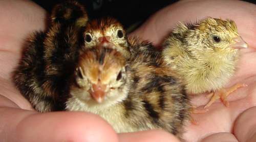 Day old quail chicks