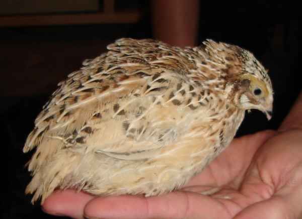 One of our Quail