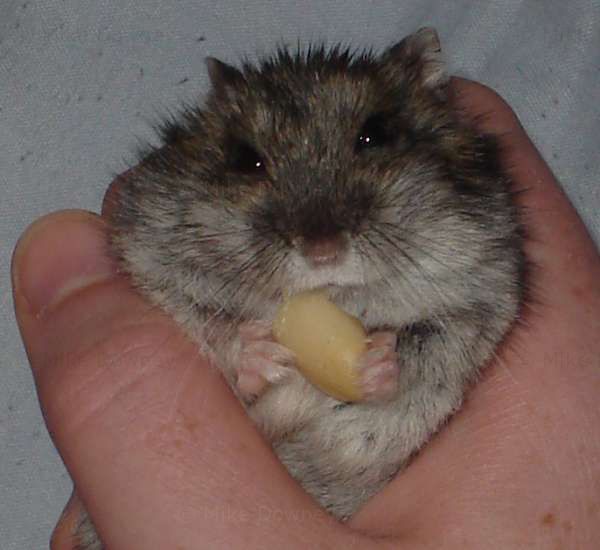 Reggie eating a peanut