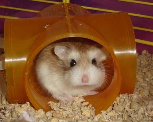 Roborovski hamster from the RSPCA
