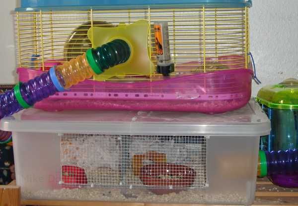 Hamster cage with wire divide
