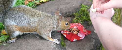 Squirrel nosing around in the snack bag