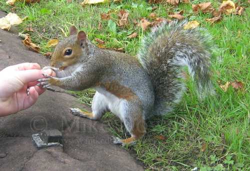Squirrel grabbing a nut