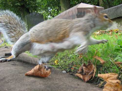 Jumping Squirrel