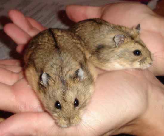 Vande and Graaff, our 2 new hamsters