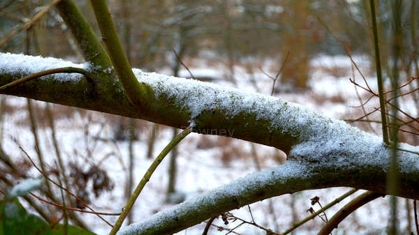Branch covered in snow