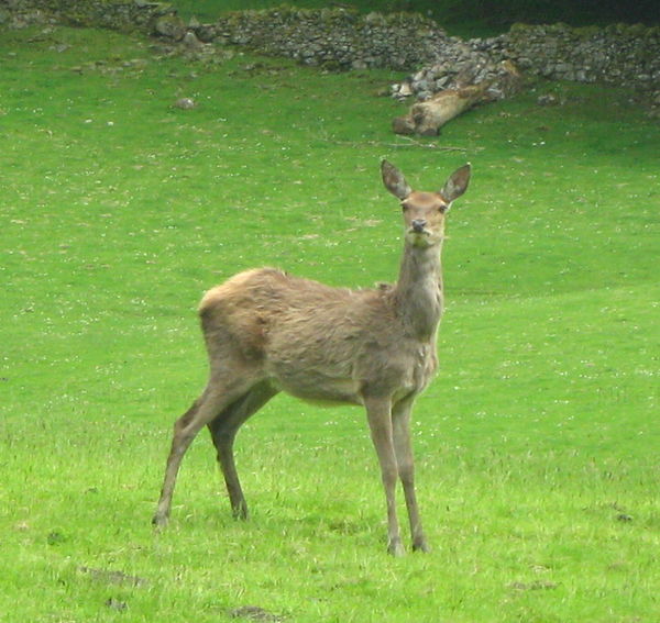 A Deer