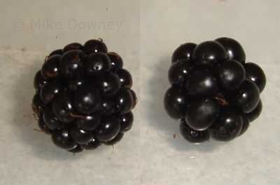 two types of blackberry