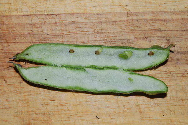 Broad beans from the garden