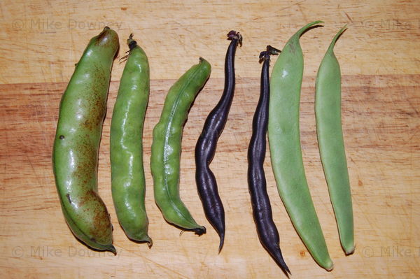Beans from the garden