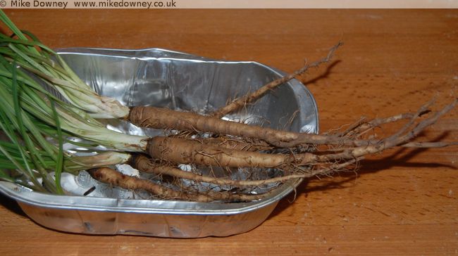 Salsify roots