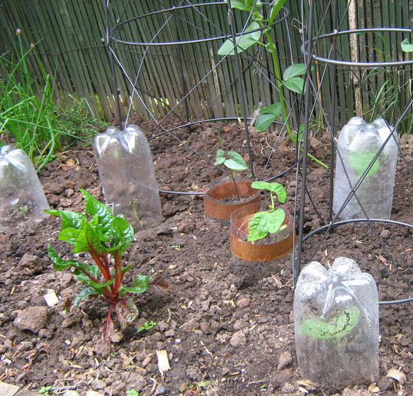 Garden, including cloche and copper rings