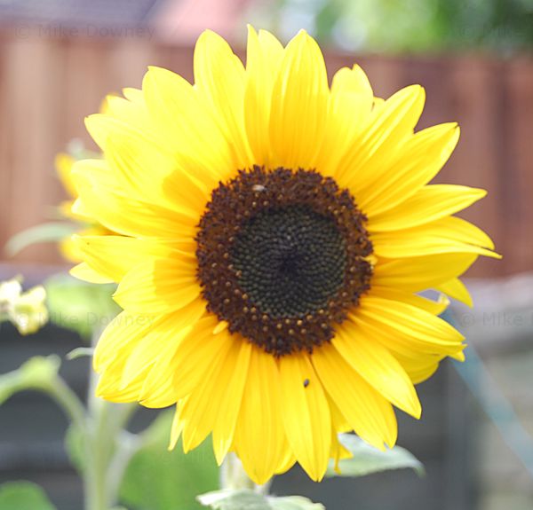 A feral sunflower in the garden