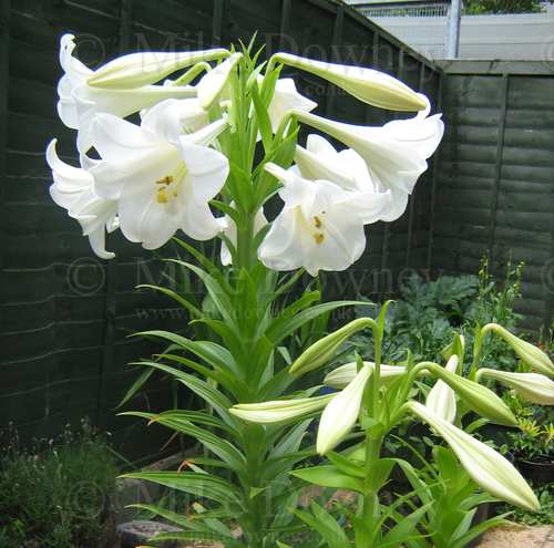 Large Lilies