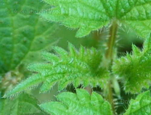 Closeup of Nettle leaves