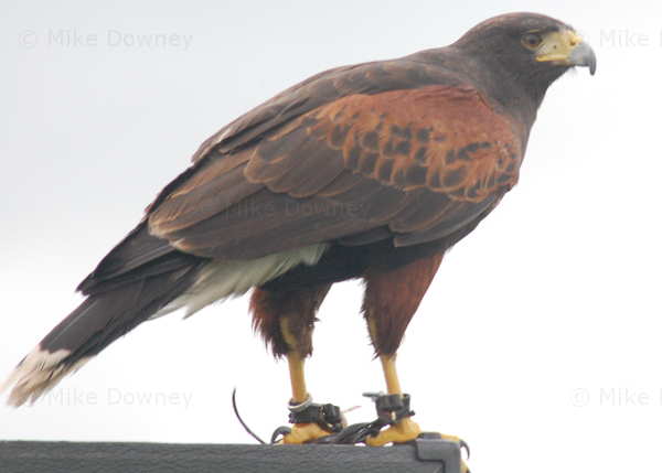 Falconry