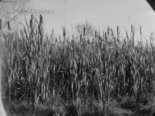 Bullrushes