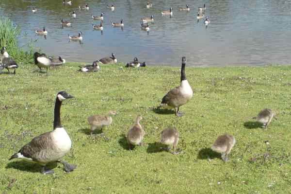 Stafford Services geese