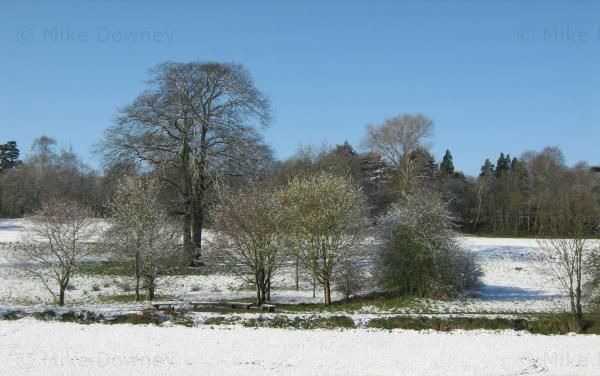 Charterhouse fields in the snow