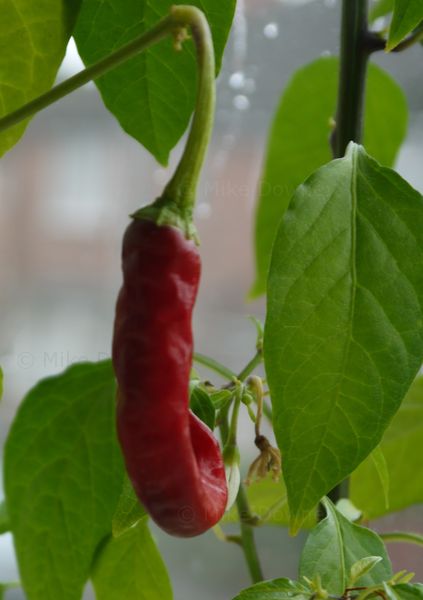 First ripe chillies
